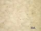 8 – Cellule secretrici
